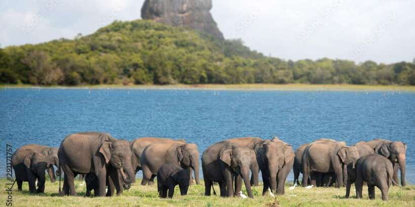 Colombo/Negombo to Sigiriya, Dambulla & Jeep Safari Day Tour - The herbal and spice garden question