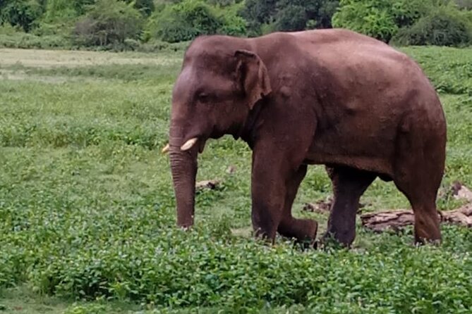 Colombo , Negombo to Trincomalee Transfer and Safari - Habarana turns the road trip into a wildlife outing