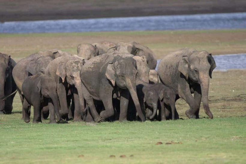 Colombo: Sigiriya, Dambulla Caves, & Wildlife Day Tour - Who will enjoy this day most