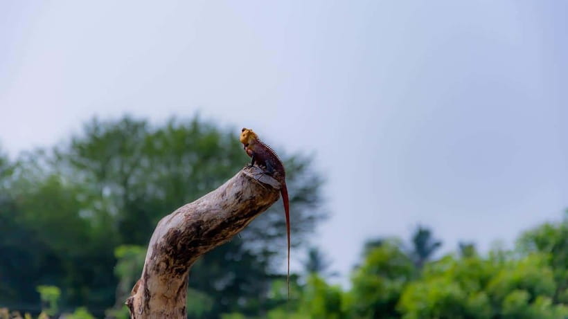 Colombo: Sri Lanka 4-Day Private Tour With 18 Amazing Places - Who should book this Sri Lanka sprint?