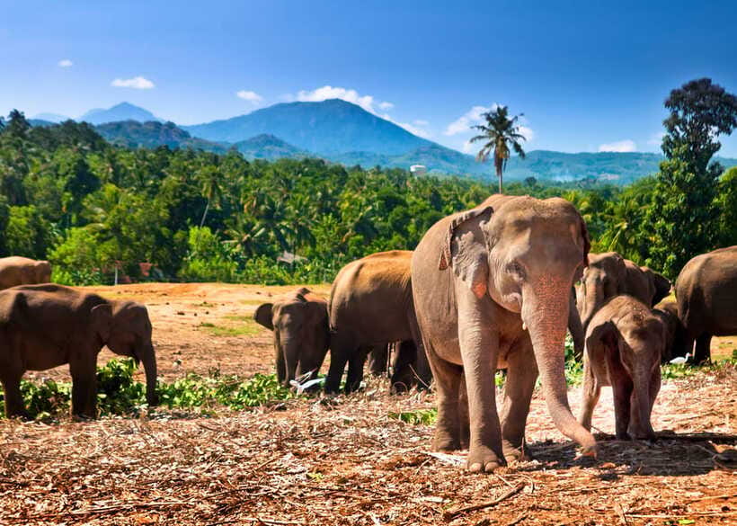 Colombo: Sri Lanka Cultural Triangle Hotspots 2-Day Tour - Day two: climbing Sigiriya Rock Fortress