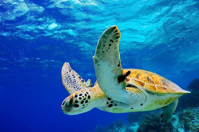 Colombo to Galle All Inclusive Private Day Tour - Key points to know before booking
