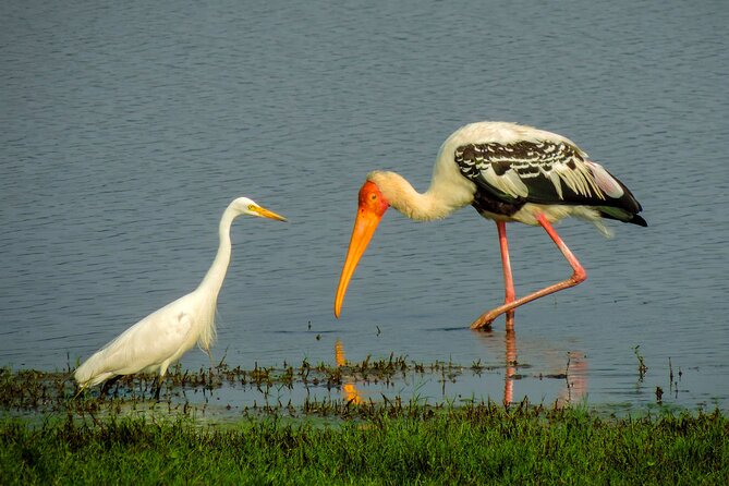 Colombo to Trincomalee Shuttle & Safari Drive - The real value of $140