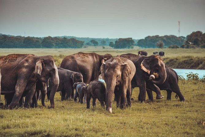 Colombo to Trincomalee Shuttle & Safari Drive - Who should book this day?