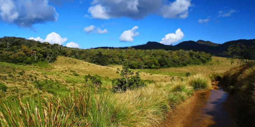 Comprehensive Excursion: Horton Plains and Pedro Tea Factory - What the $125 price really covers