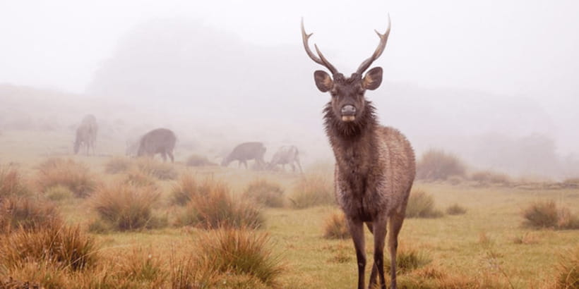 Comprehensive Excursion: Horton Plains and Pedro Tea Factory - World’s End is the payoff, not the whole walk