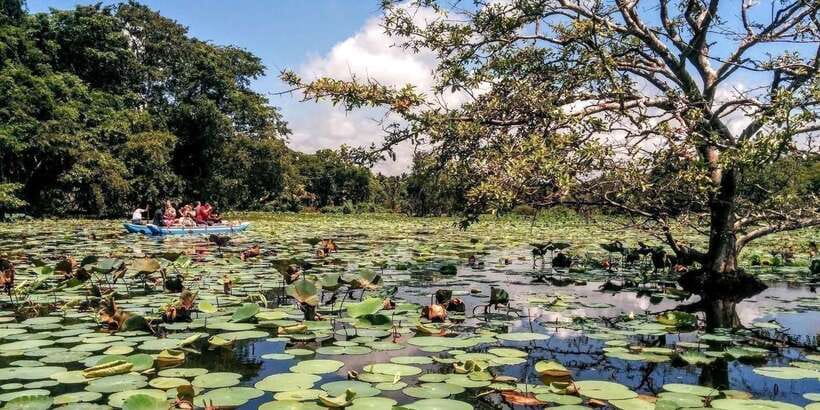 Dambulla: Caves Temple & Traditional Village Tour with Lunch - The essential details at a glance