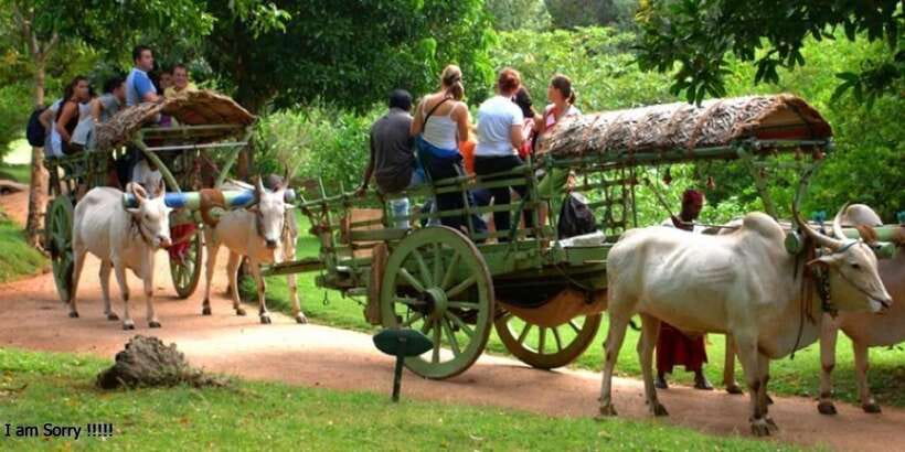 Dambulla: Caves Temple & Traditional Village Tour with Lunch - Starting at 8:30 with a tuk-tuk pickup