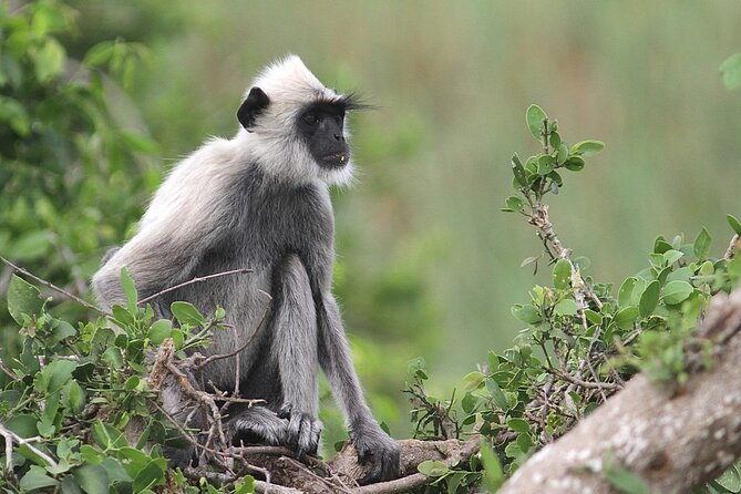 Day Excursion to Yala National Park From Colombo - The real appeal of a Colombo to Yala day trip