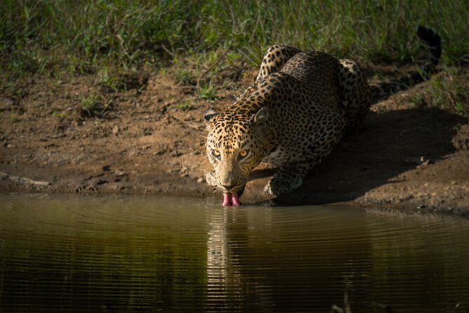 Day Excursion to Yala National Park From Colombo - Why the guide and Jeep driver matter