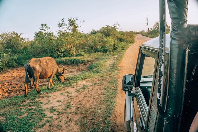 Day Excursion to Yala National Park From Colombo - Is the $133.33 price good value?