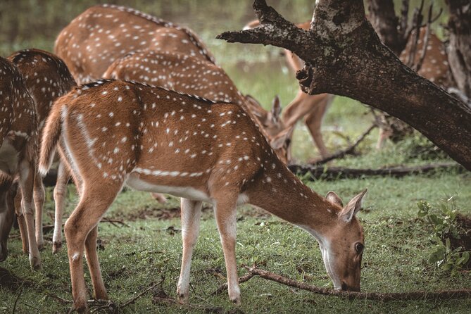 Day Excursion to Yala National Park From Colombo - The southern road: Bentota, Hikkaduwa, Galle, and Matara