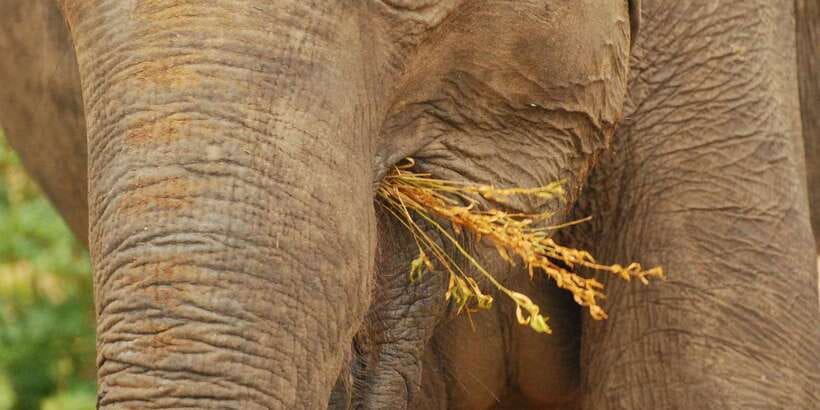 Day Safari From Hambantota - A short safari that fits a cruise stop