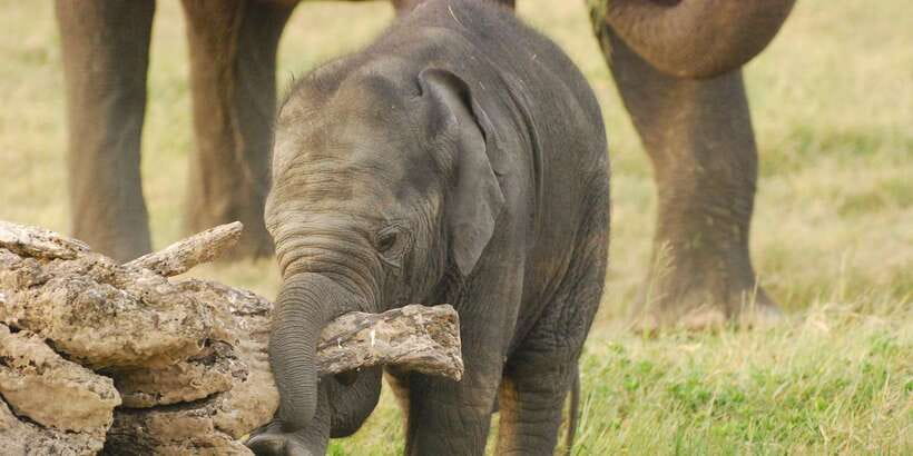 Day Safari From Hambantota - Searching for elephants, leopards, and birds