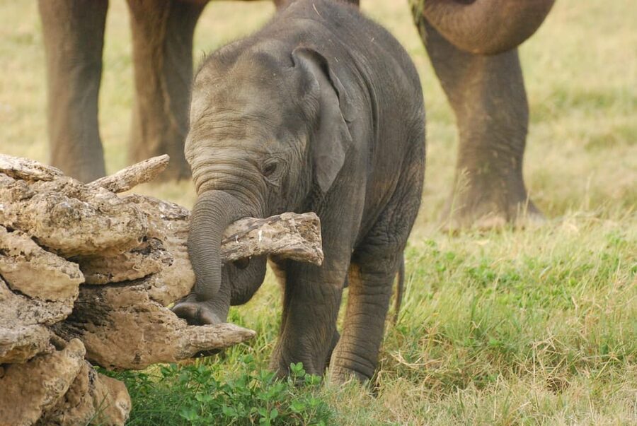 Day Safari From Hambantota - Is $55 a fair price?