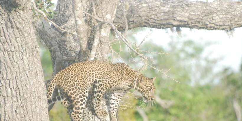 Day Safari From Hambantota - How to prepare for the four hours