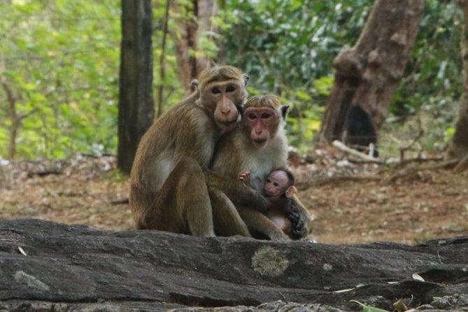 Day Tour from Dambulla to Sigiriya or Pidurangala & Polonnaruwa - What the tuk-tuk adds to the day