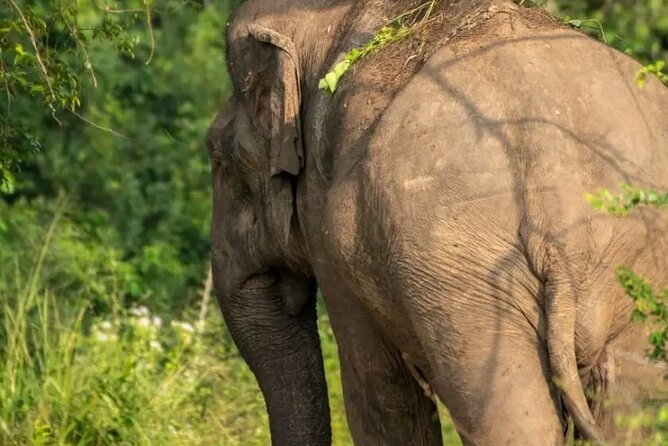 Day Tour from dambulla to Sigiriya & Polonnaruwa - Traveling from Sigiriya to Polonnaruwa