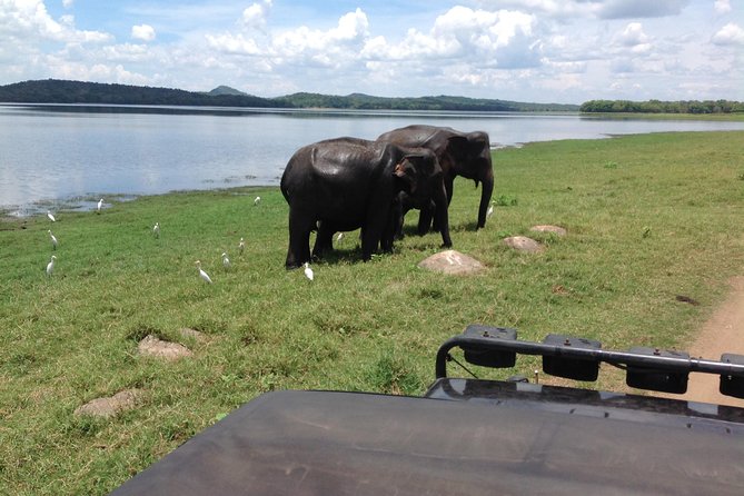 Day Tour from kandy to Sigiriya, Dambulla & National Park safari. - Who should book this experience?