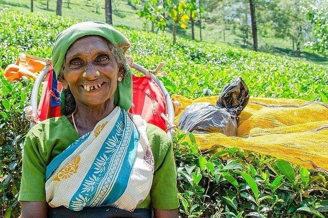 Day Tour of Nuwara Eliya - Glenloch Tea Factory from leaf to cup