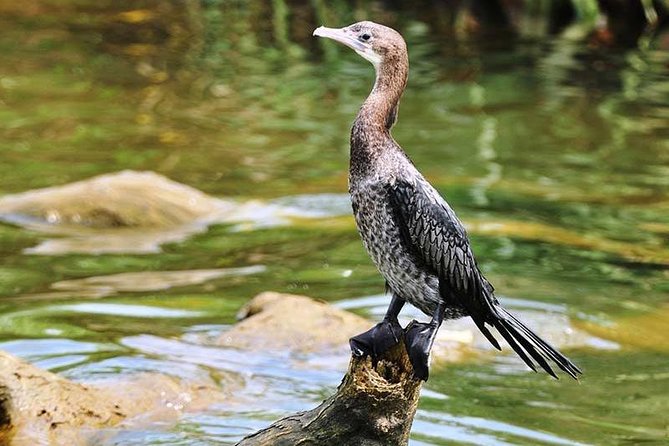 Day Tour to Anawilundawa Wetland Sanctuary - Why Anawilundawa makes a good day trip from Negombo