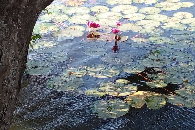 Day Tour to Anawilundawa Wetland Sanctuary - What the $70 group price really buys