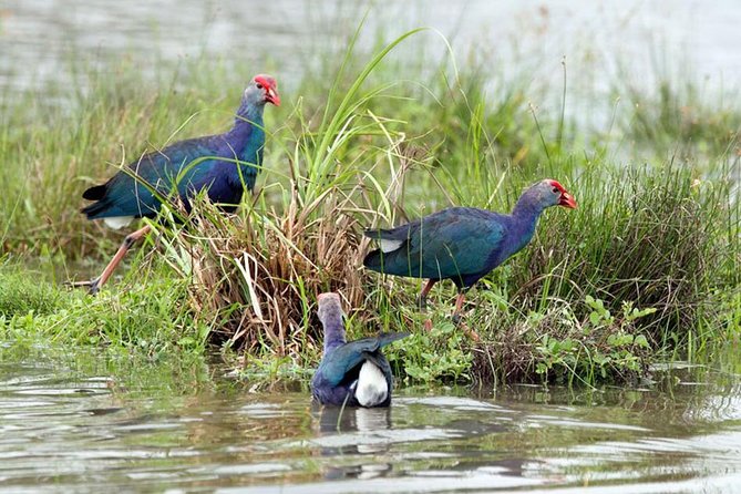 Day Tour to Anawilundawa Wetland Sanctuary - The private ride from Negombo