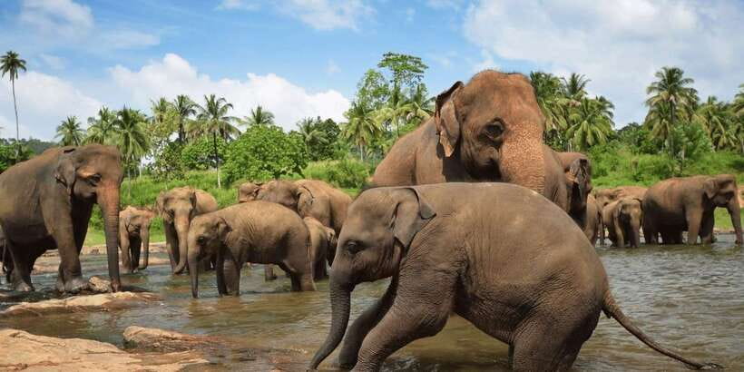 Day Tour to Elephant Orphanage / spice garden - Key points to know before booking
