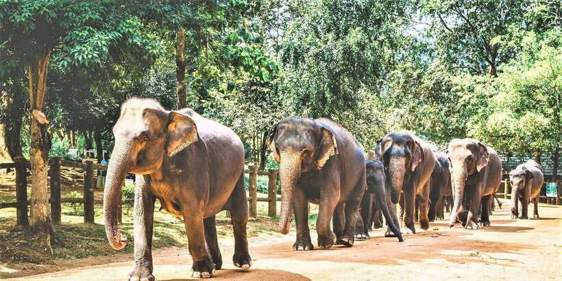 Day Tour to Elephant Orphanage / spice garden - Why Pinnawala makes a strong half-day outing