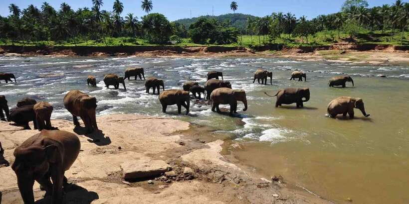 Day Tour to Elephant Orphanage / spice garden - Arriving at the elephant orphanage around 10 a.m.