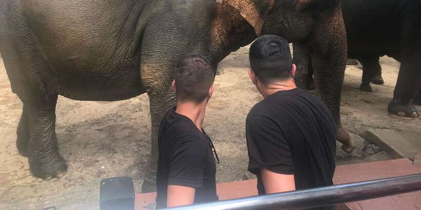 Day Tour to Elephant Orphanage / spice garden - What the river visit is really like