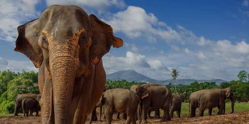 Day Tour to Elephant Orphanage / spice garden - The Colombo pickup and long road to Pinnawala