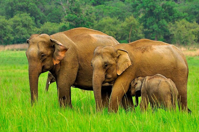 Day tour to Minneriya National Park,Sigiriya & Dambulla from Kandy - A private start from Kandy at 7 a.m.