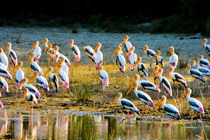 Day tour to Minneriya National Park,Sigiriya & Dambulla from Kandy - Minneriya National Park and the elephant safari