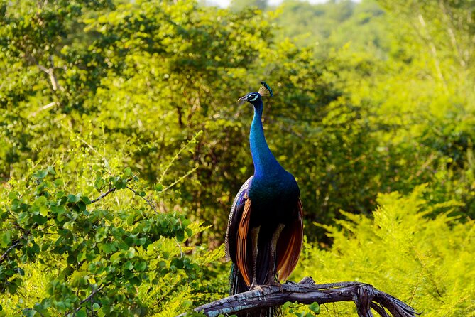 Day tour to Minneriya National Park,Sigiriya & Dambulla from Kandy - What the $34.20 price really means
