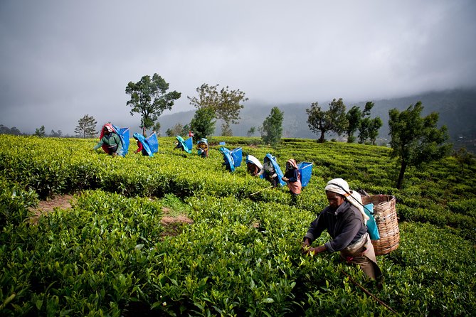Day tour to Nuwareeliya (Little England) from Kandy - The drivers make or break a mountain day