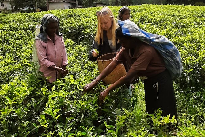 Day tour to Nuwareeliya (Little England) from Kandy - Pace, comfort, and who should book
