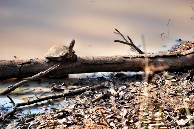 Day Tour to Wilpattu National Park from Colombo - Wildlife: What You Might See