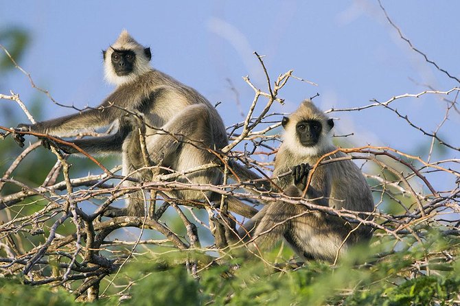 Day Tour to Wilpattu National Park from Colombo - Is $150 a Fair Price?
