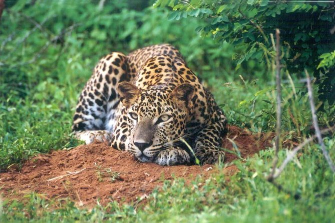 Day Tour to Wilpattu National Park from Colombo - The Main Drawback: A Very Long Day