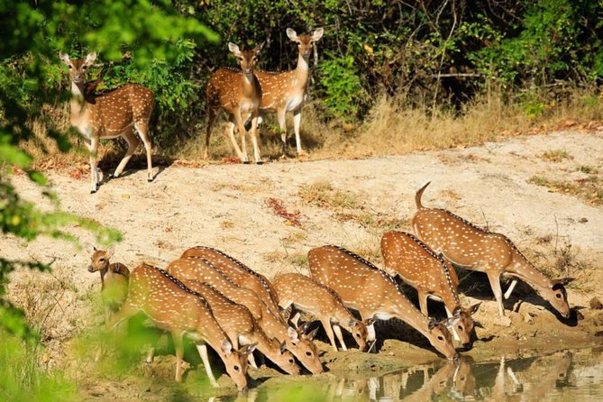 Day Tour to Wilpattu National Park from Colombo - Who Should Book This Wilpattu Safari?