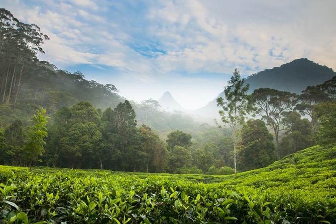 Day Trip to Nuwara Eliya with Kingfisher Tours - What this Colombo to Nuwara Eliya trip is really like