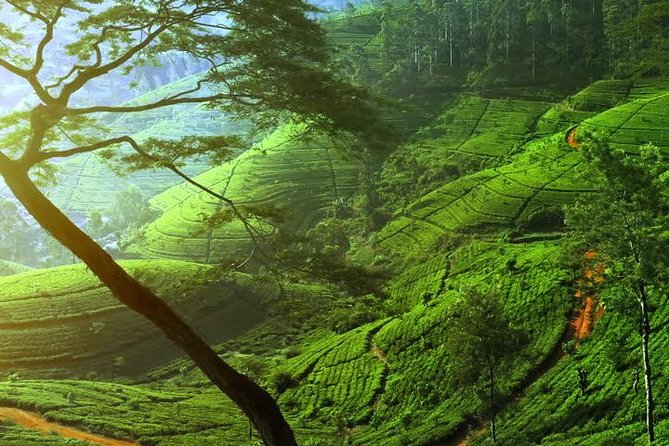 Day Trip to Nuwara Eliya with Kingfisher Tours - Pedro Tea Factory and the taste of Ceylon tea