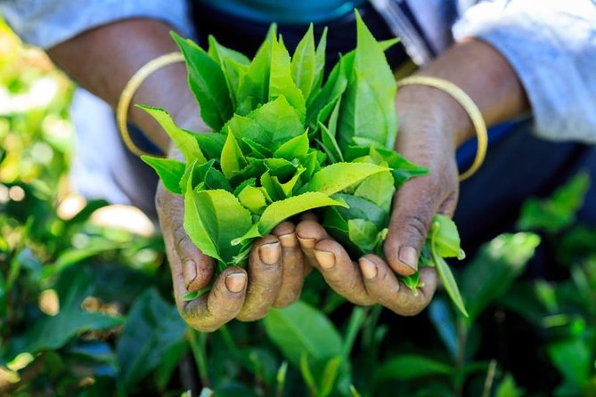 Day Trip to Nuwara Eliya with Kingfisher Tours - NGM Strawberry Farm adds a sweeter stop