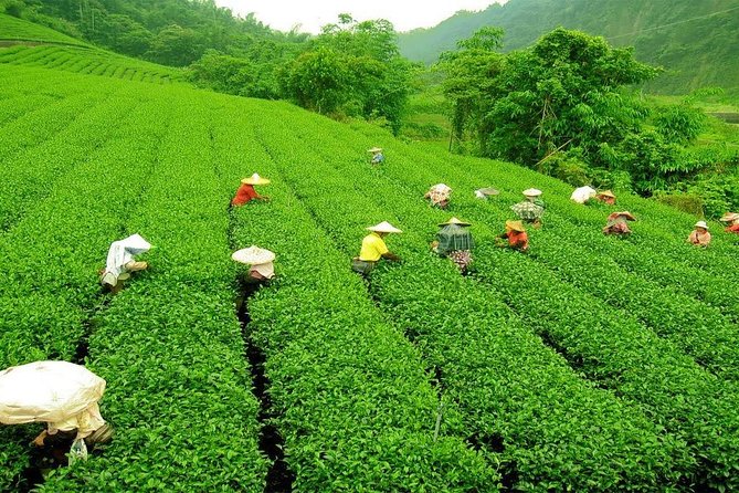 Day Trip to Nuwara Eliya with Kingfisher Tours - What the $160 group price buys you