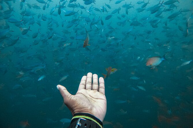 Discover SCUBA Diving in Beautiful Unawatuna Bay - Price and value at $65 per person