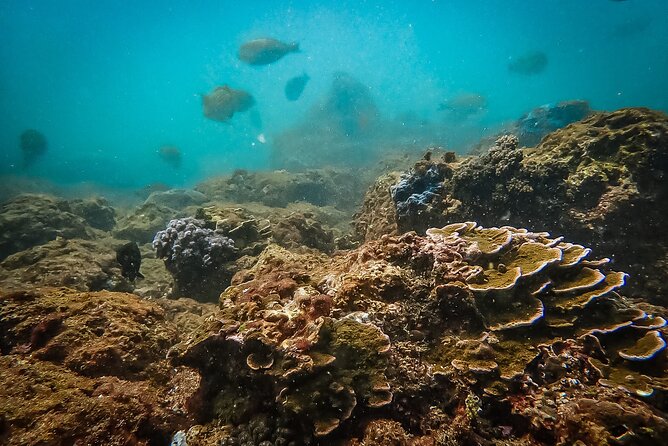 Discover SCUBA Diving in Beautiful Unawatuna Bay - Starting at Sun Diving Sri Lanka in Unawatuna