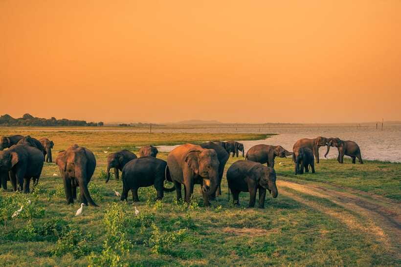 Elephant Jeep Safari at Minneriya National Park - Who should book this safari?