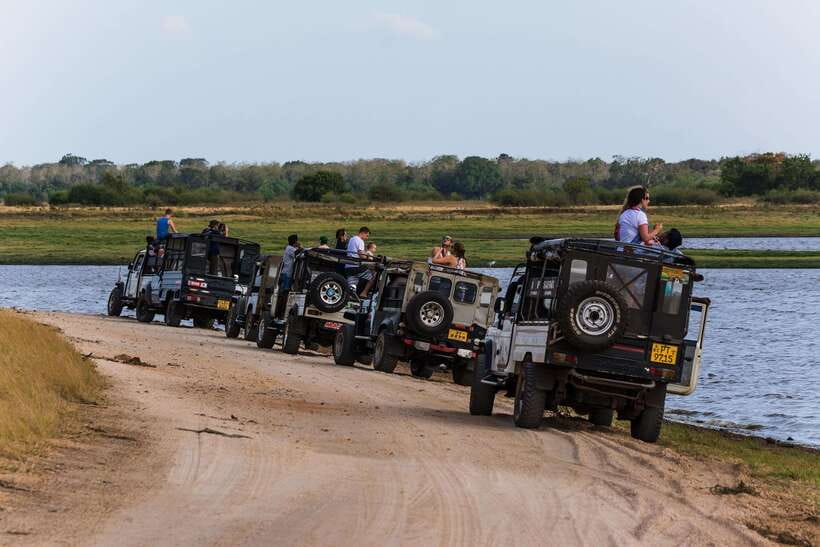 Elephant Jeep Safari at Minneriya National Park - Why Minneriya is famous for elephants