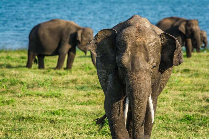 Elephant Jeep Safari at Minneriya National Park - Minneriya Reservoir and the best wildlife moments